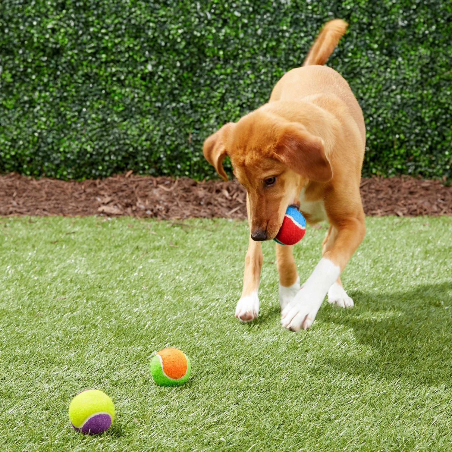 Frisco Fetch Squeaking Colorful Tennis Ball Dog Toy - Image 6