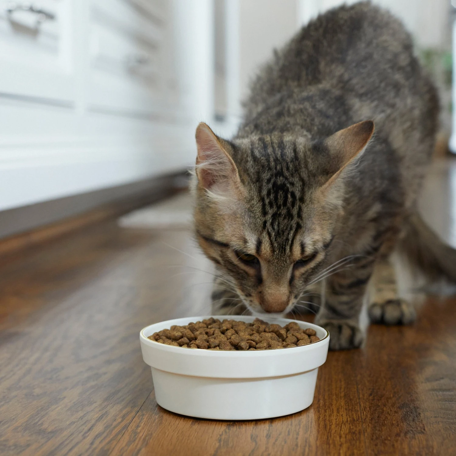 Frisco Gold Trim Melamine Dog & Cat Bowl - Image 3