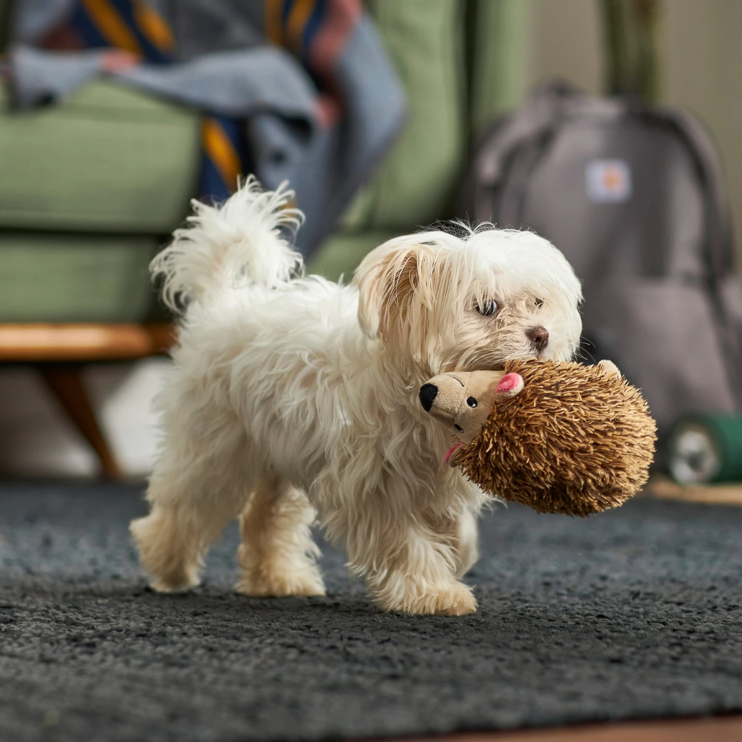 Frisco Camping Hedgehog Plush Squeaky Dog Toy - Image 3