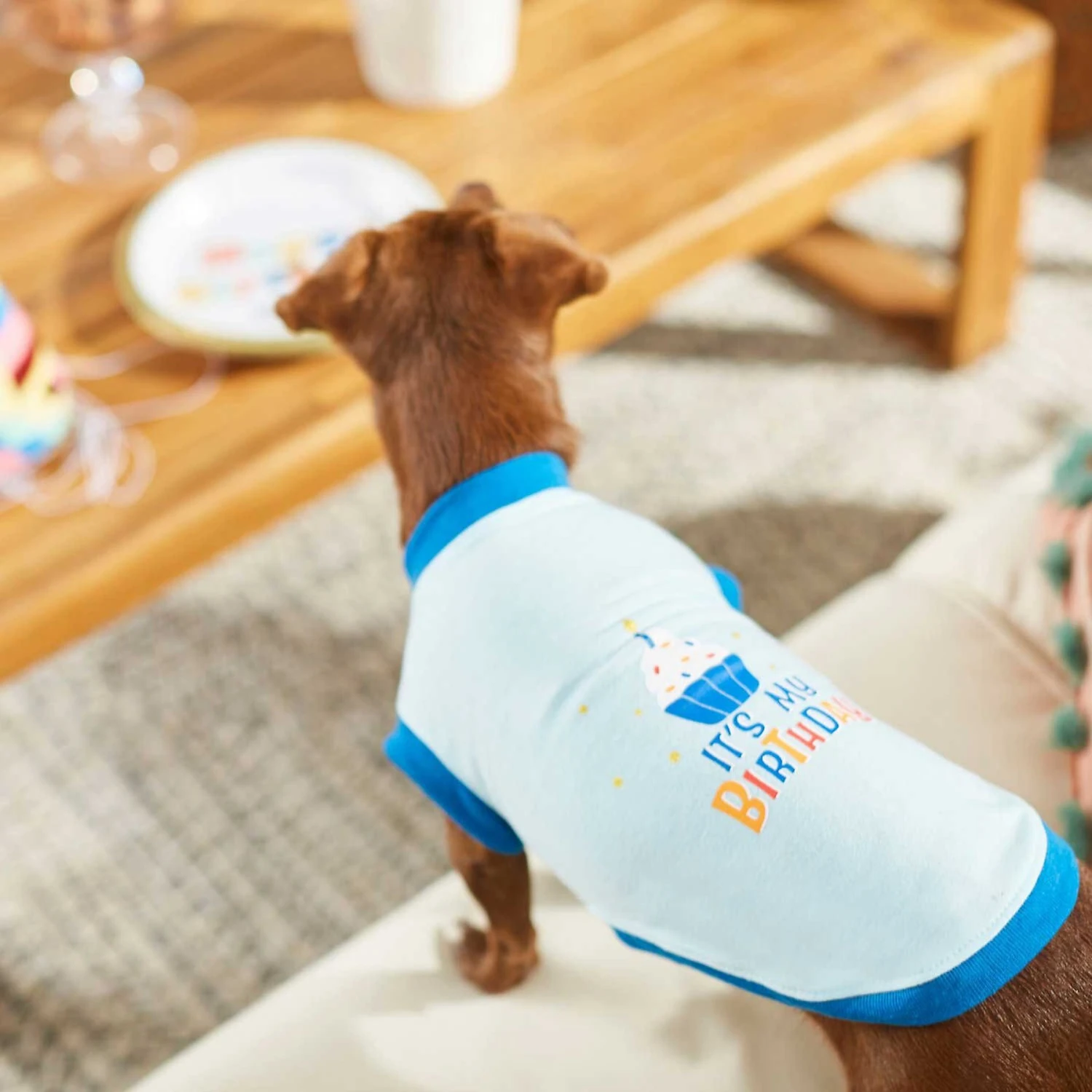 Frisco Birthday Cake Dog & Cat Hat & Frisco It's My Birthday & Cat T-Shirt - Image 8