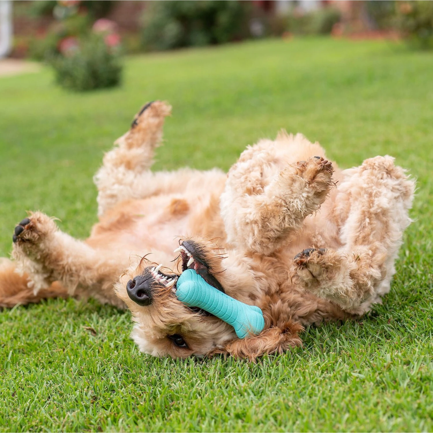 Frisco Fetch Squeaking Colorful Tennis Ball Dog Toy & Playology Scented Dual Layer Bone Dog Toy - Image 7